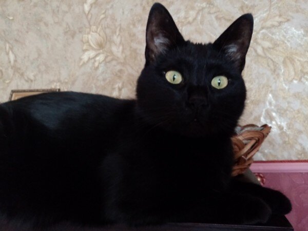 А вот и главный персонаж) Собственной персоной)))