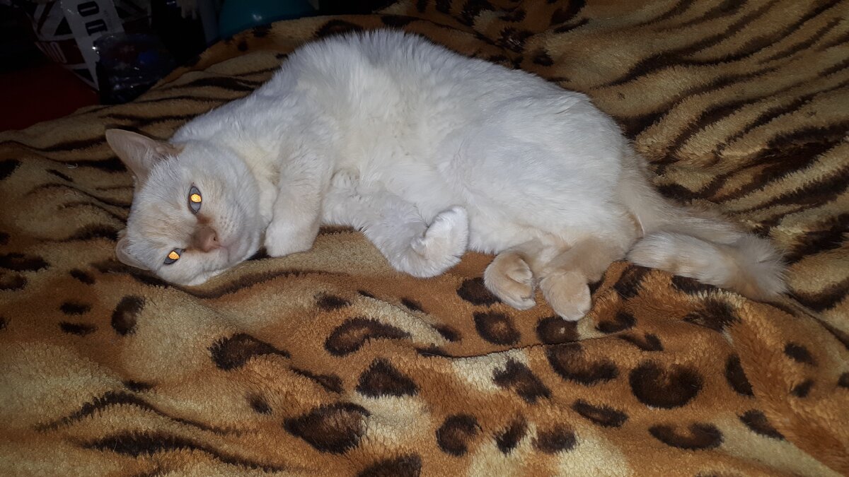 "Я самый несчастный кот в мире!" - чувствуете весь трагизм?!