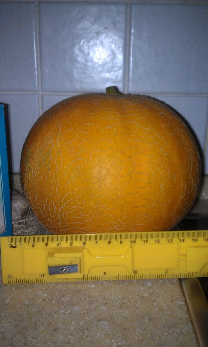 Медовая дынька