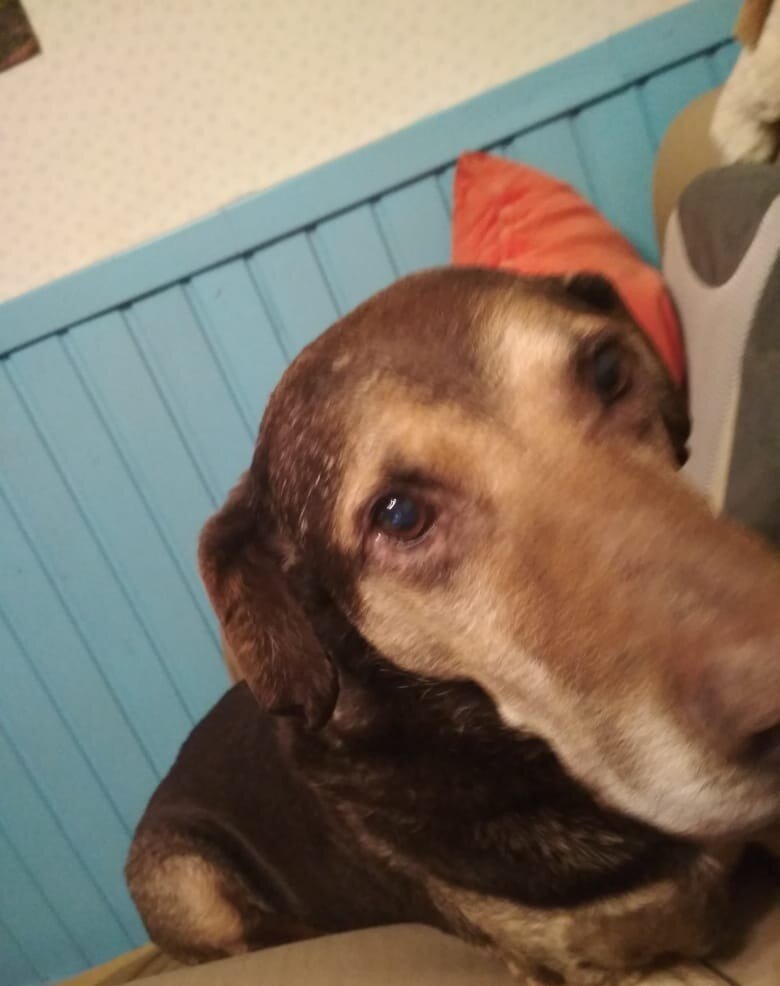 Рэм большой и добрый пес, но его предавали 6 раз!