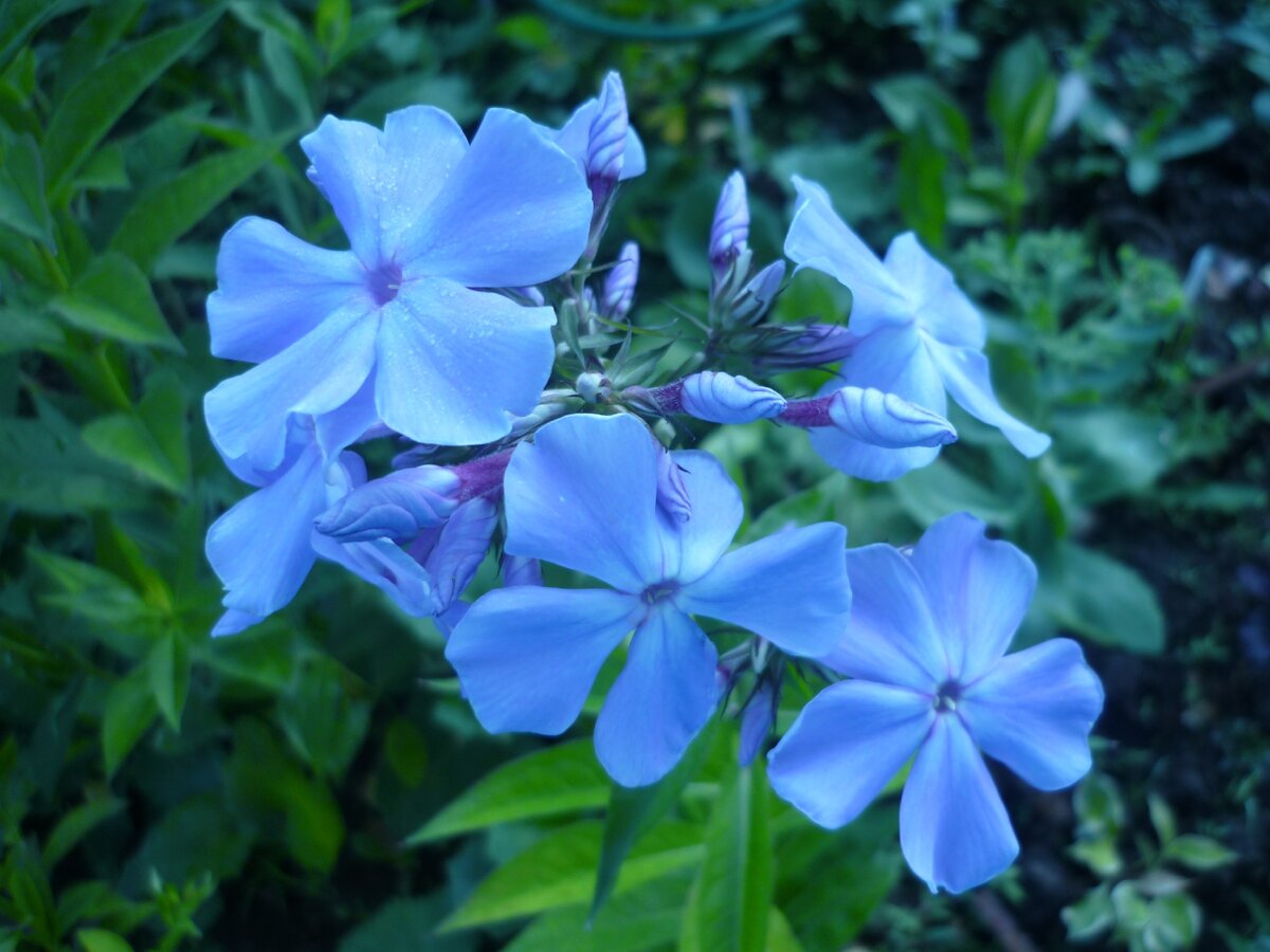 Флокс незабудка. Флокс метельчатый Незабудка (Phlox paniculata Nezabudka). Флокс Альпийская Незабудка. Флокс Рембрандт. Blinq цветок.