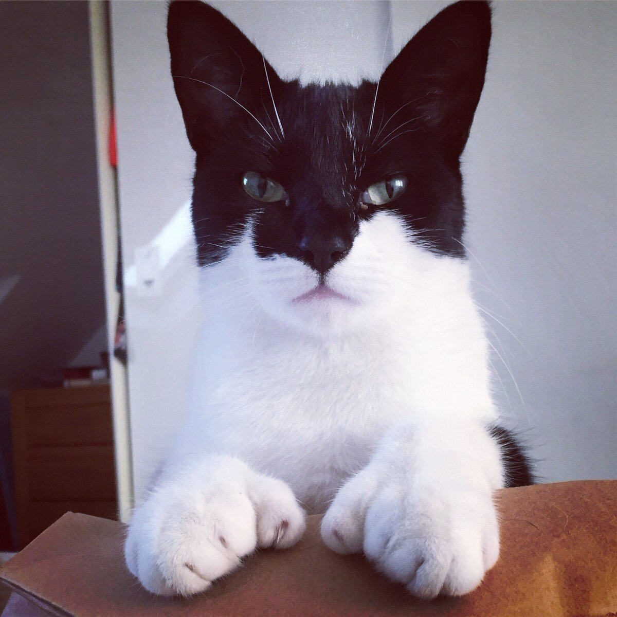 Кот Бетмен