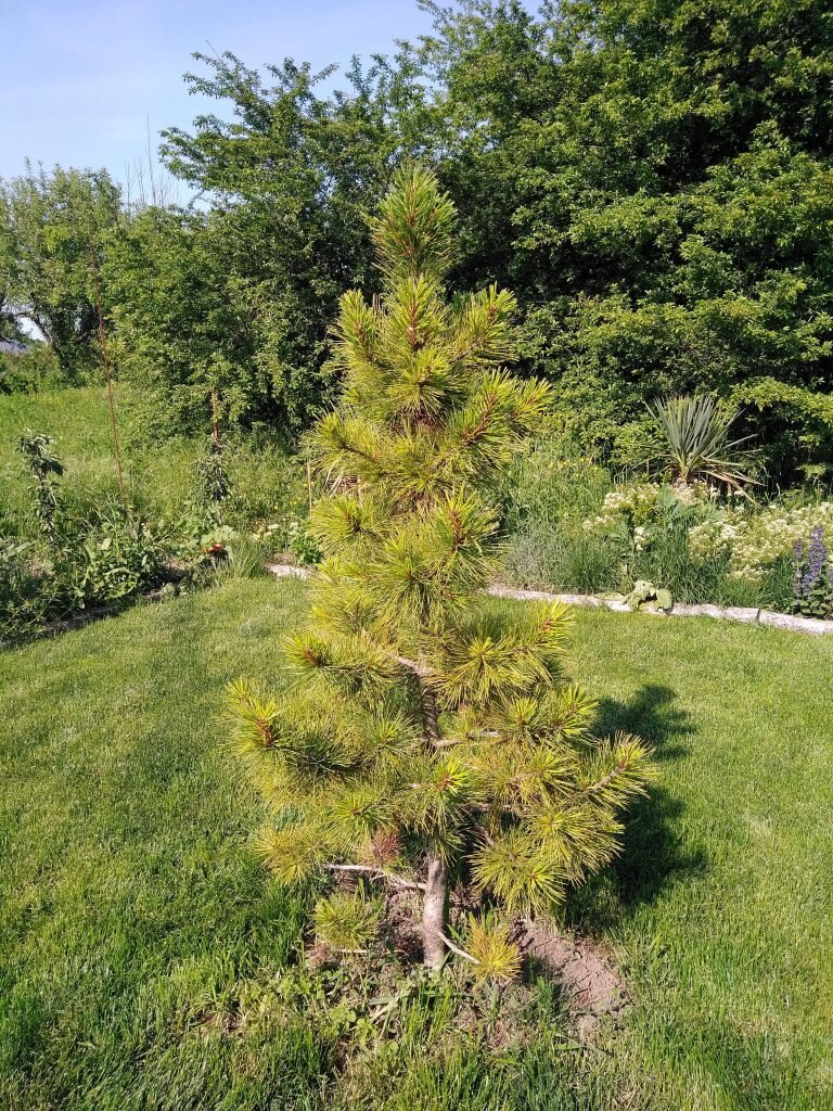 Фото из Нашего питомника!