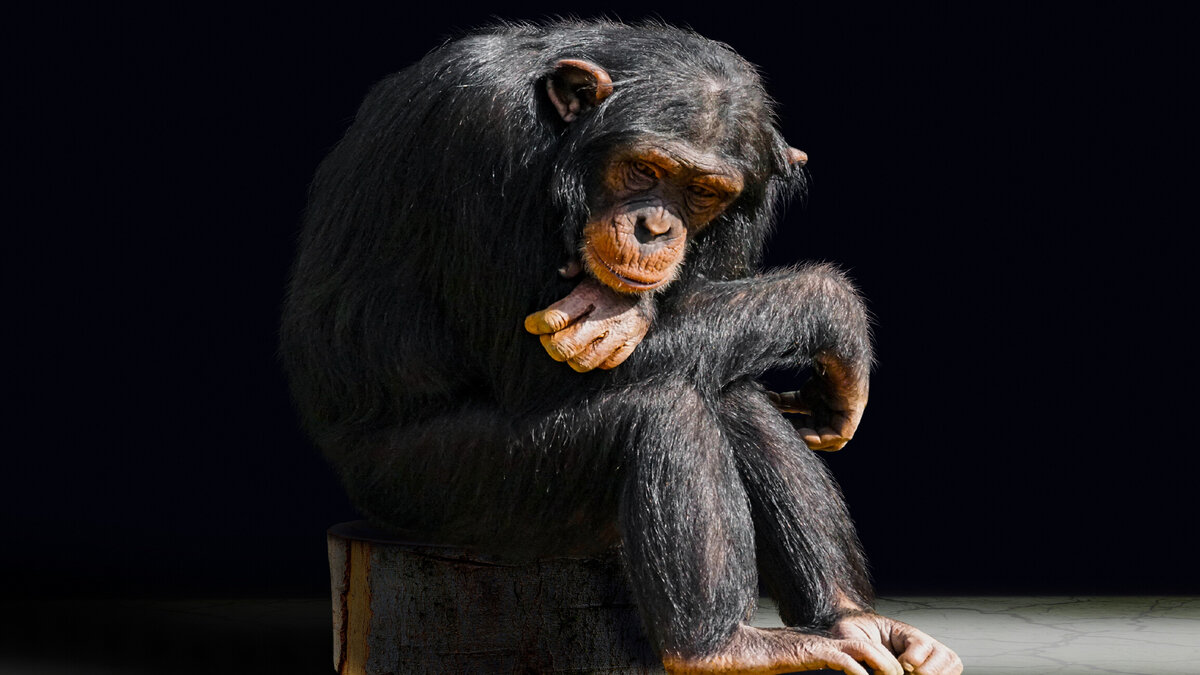 Одинокая обезьянка.