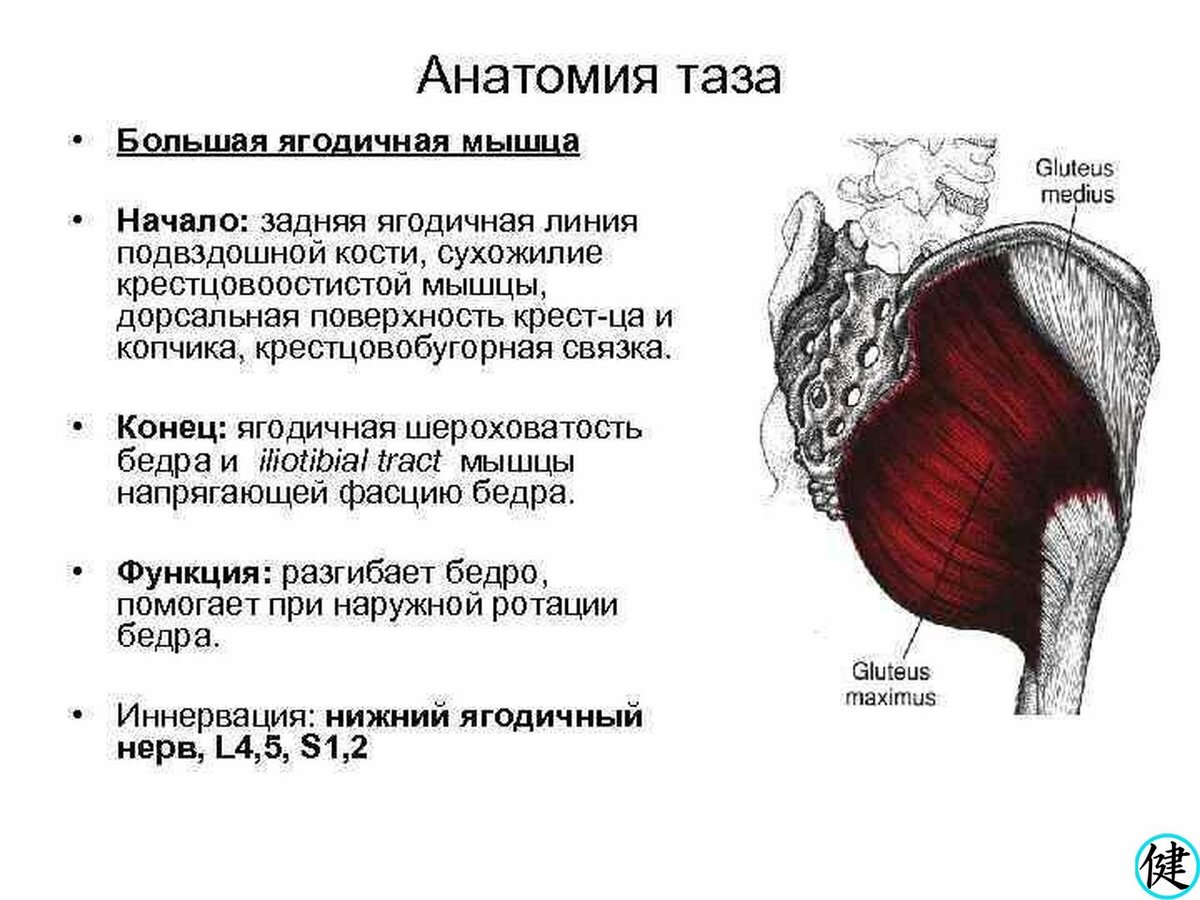 Слой ягодичных мышц. Ягодичная мышца анатомия функции. Ягодичные мышцы прикрепление. Анатомия малой ягодичной мышцы. Таз (анатомия) мышцы таза.