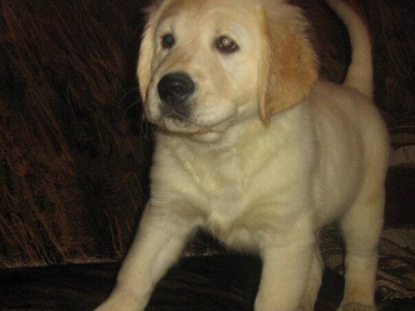 К чему скромность? 