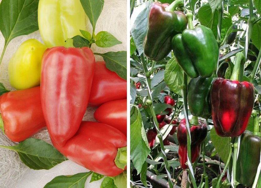 Какие минеральные удобрения нужно вносить сейчас