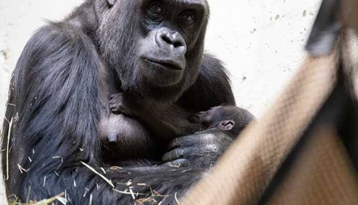 Горилла Узумма в парке Сиэтла с новорожденным