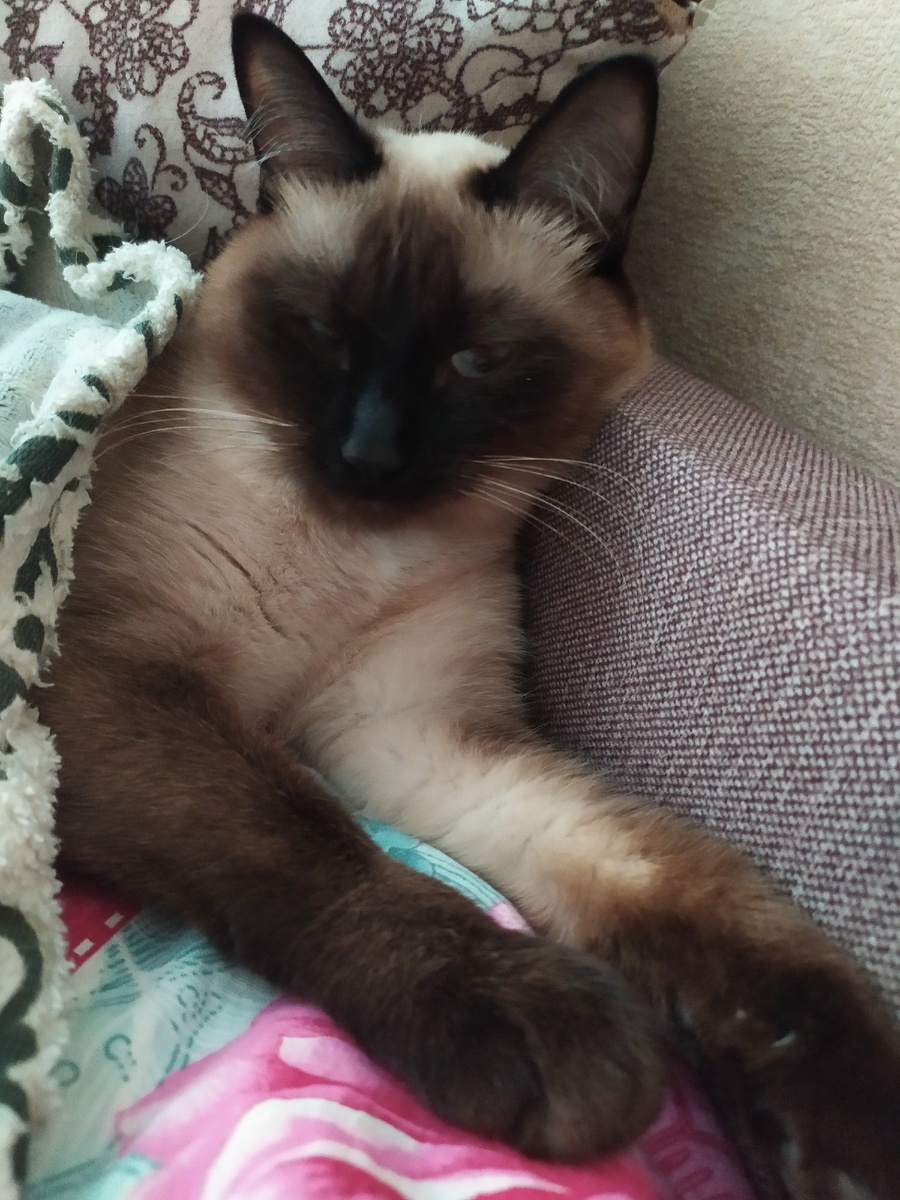 А вот моя, под одеялом спит.