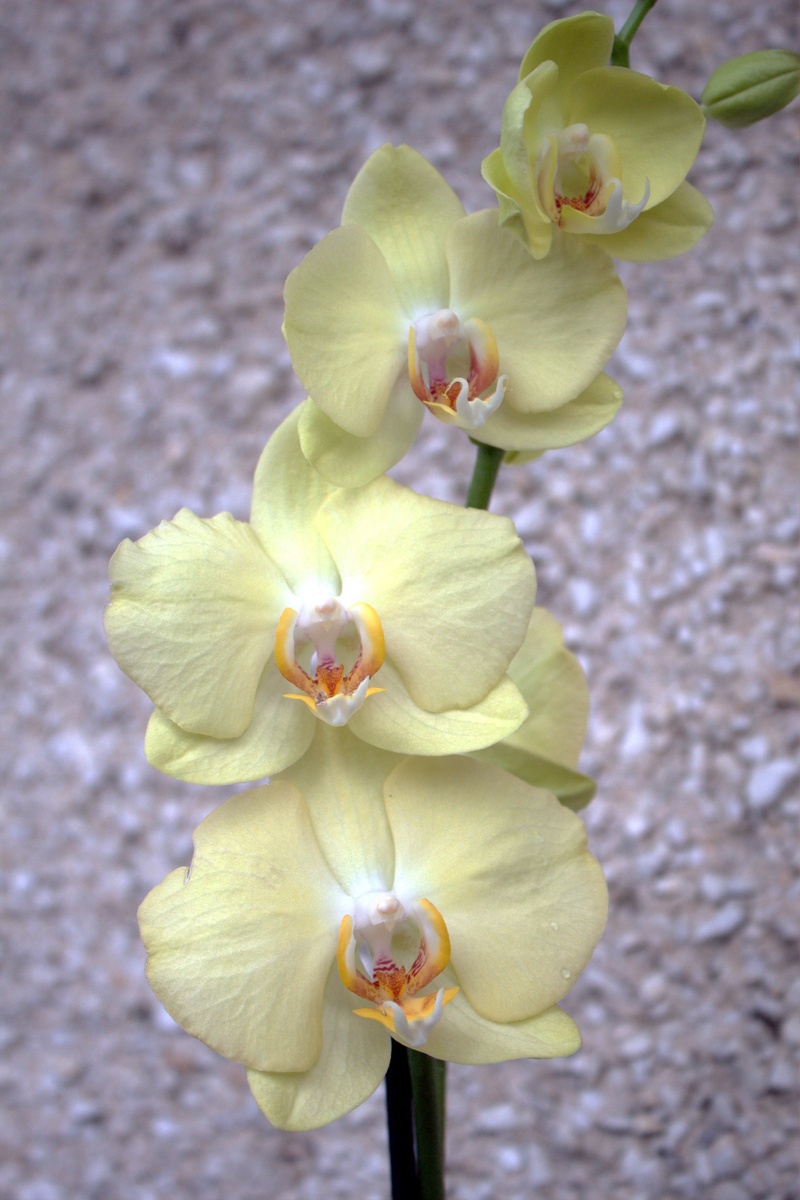 В галерее 3 фотографии бегонии на разном фоне