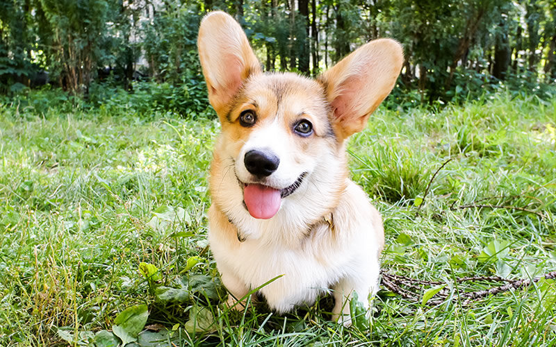 У собаки не так много способов обратить на себя внимание. Фото: А. Смирнов