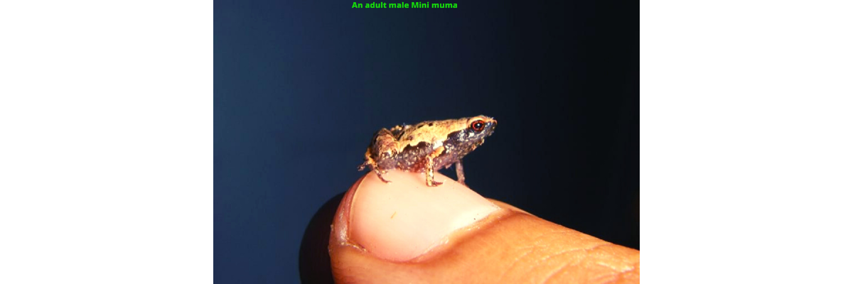 Взрослый самец мини-мама(Mini mum), одна из самых маленьких лягушек в мире
