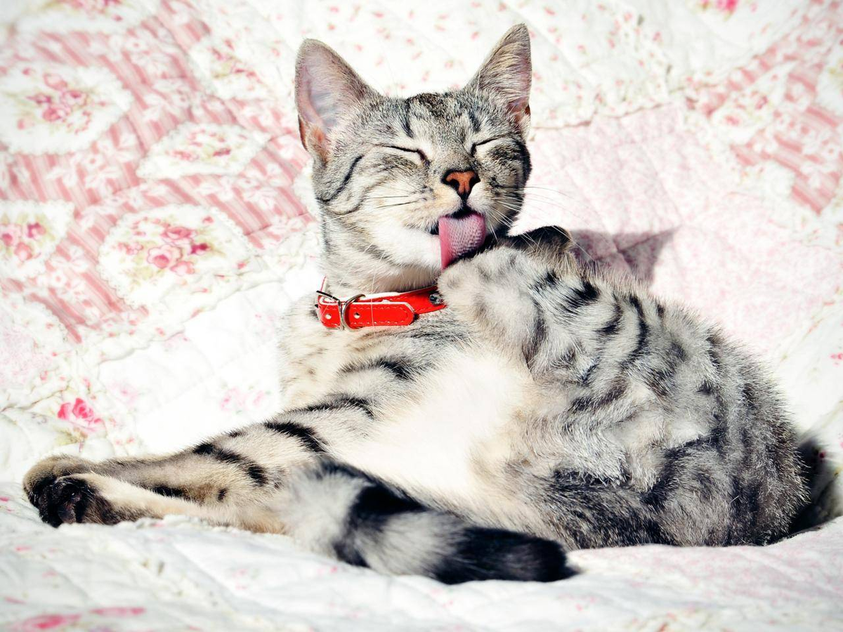 2. Кошка вылизывает себя, для того чтобы избавиться от постороннего запаха.