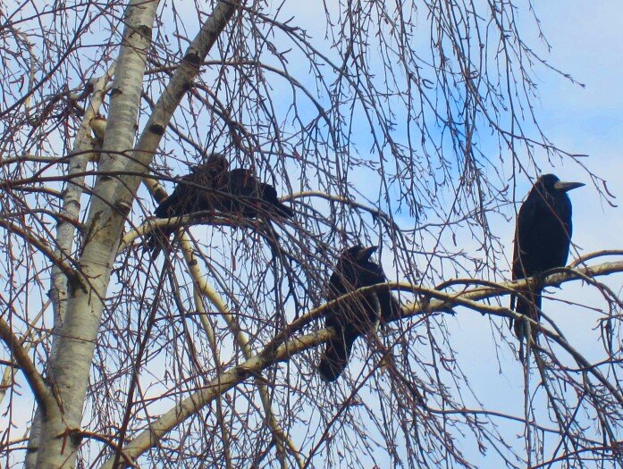 Птичьи посиделки. Художник carolyn shores акварель птицы. Услышать щебет птиц. Фон день птиц. Sunsout пазлы мульти.
