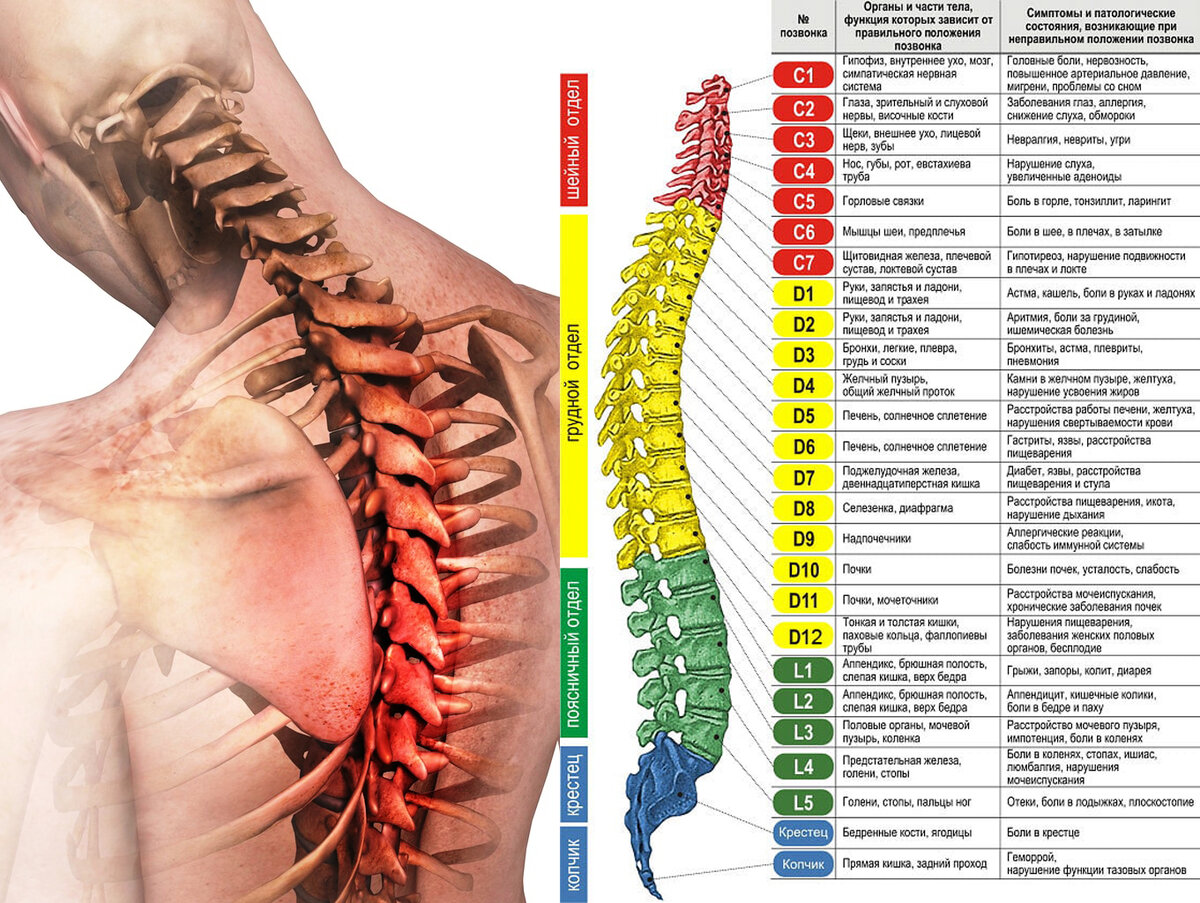Схема позвоночника человека с обозначением позвонков и дисков в картинках с номерами