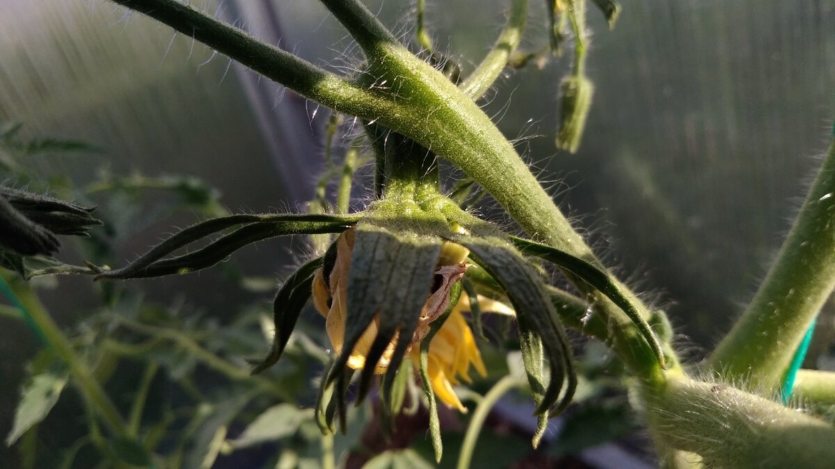 Махровые цветы у томатов причины появления и что делать фото