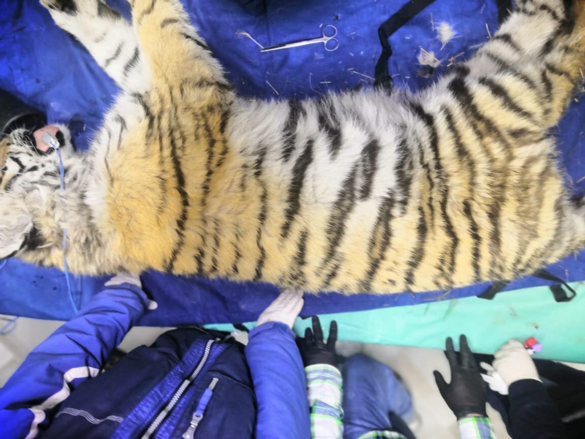 Фото-amur-tiger.ru