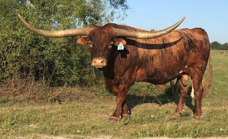 Bull cock. Техасский лонгхорн. Техасский лонгхорн верхом. Техасский лонгхорн Эстетика. Кейт лонгхорн.