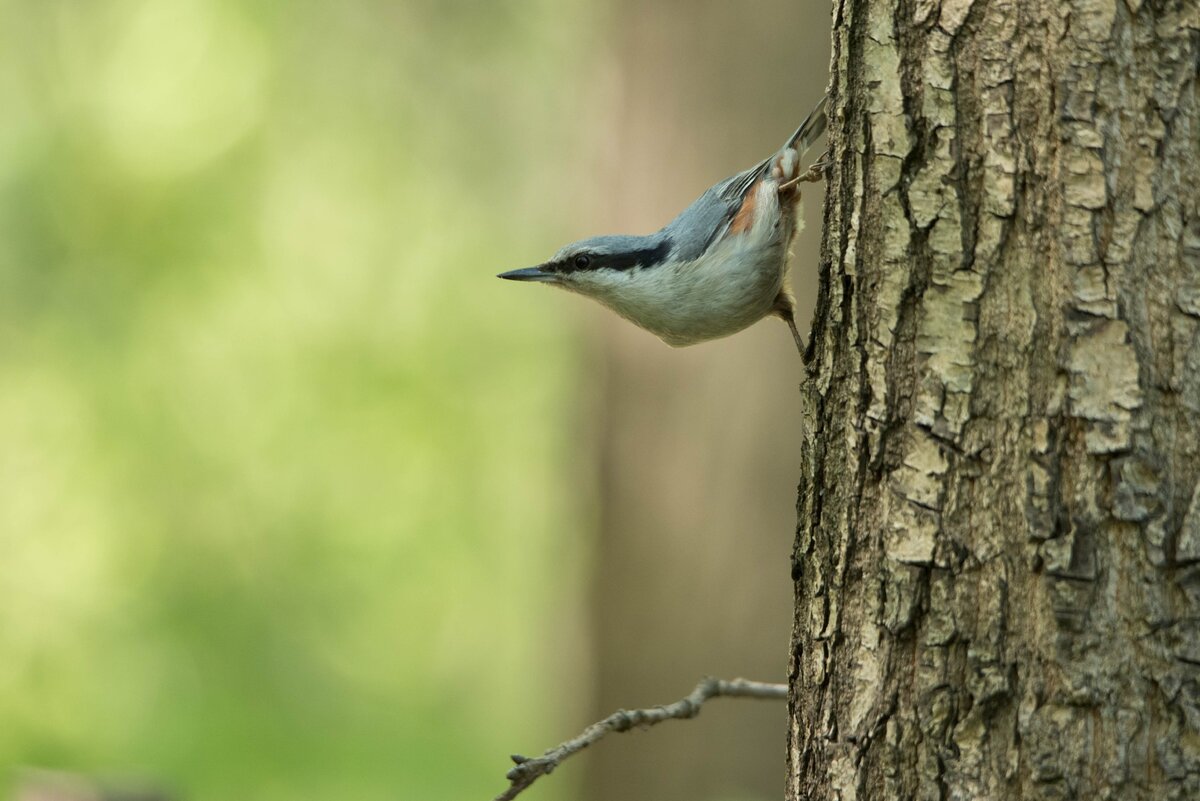  Химкинский лесопарк (Nikon D750 + Tamron 150-600)