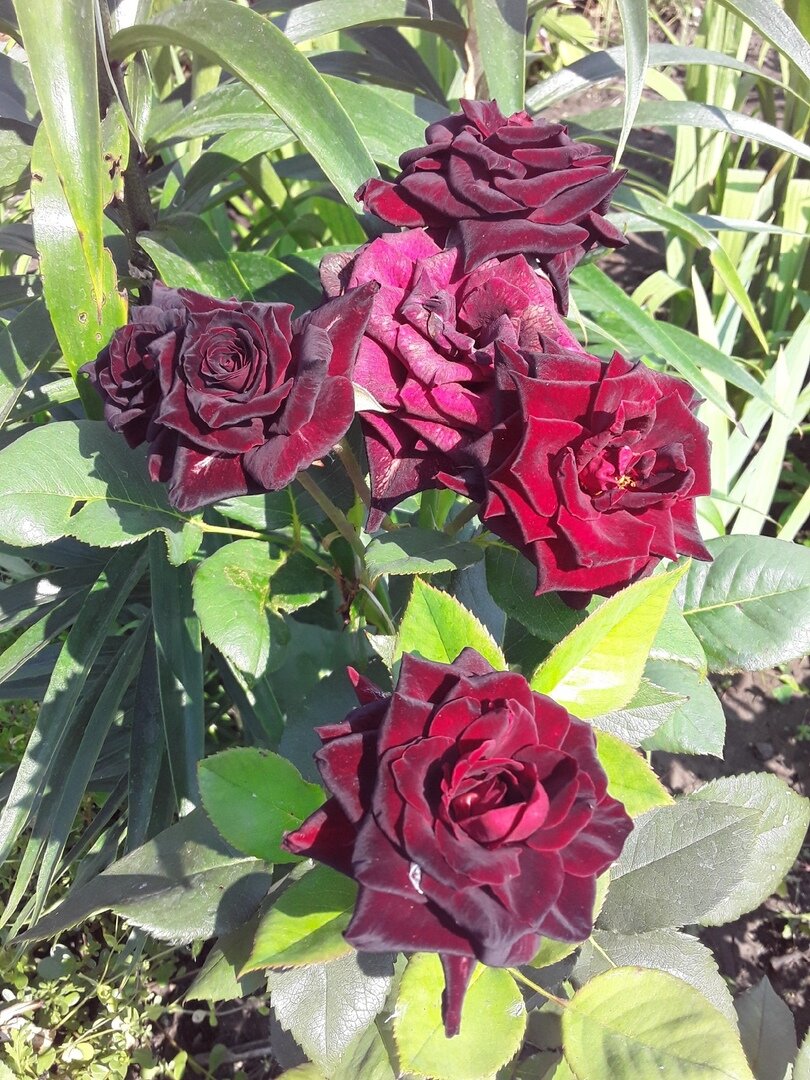 Black Baccara Блэк баккара роза