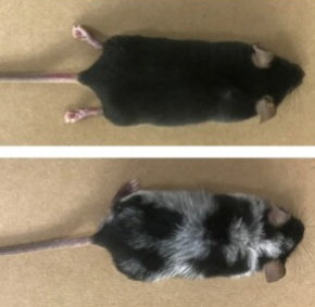 Болеутоляющие инъекции токсинов приводят к росту волос без пигментов. © Уильям А. Гонсалвес