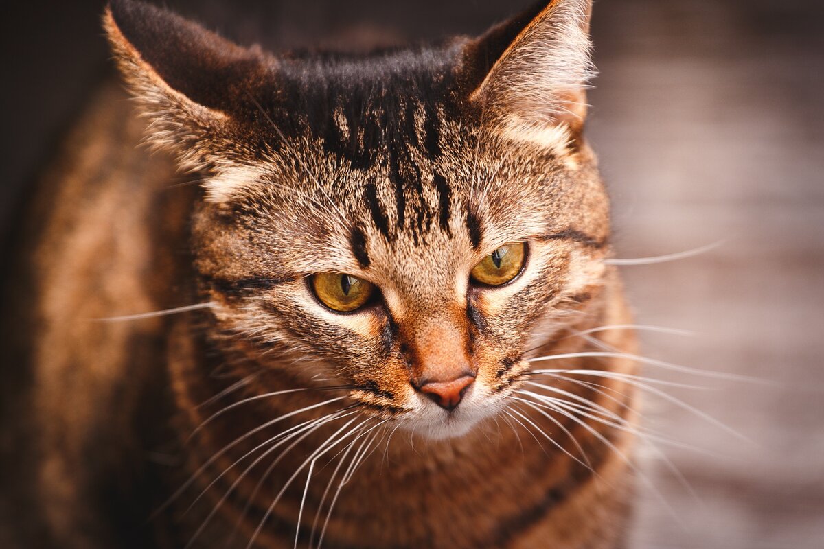 наш кот Ёс (фото автора)