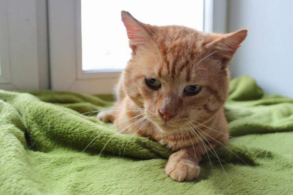 Кошки могут жить с лейкемией и иммунодефицитом