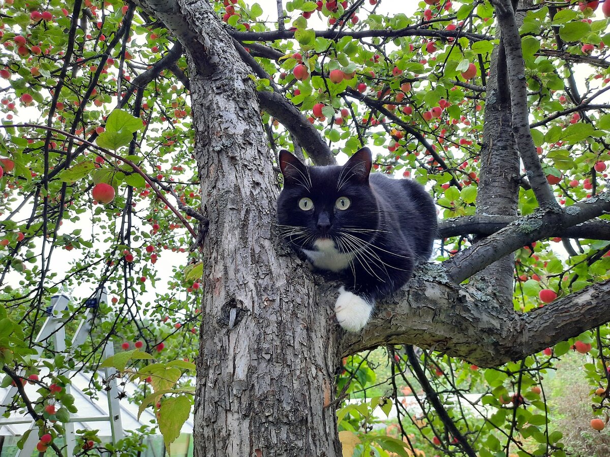 Фигура для сада из бетона Кот