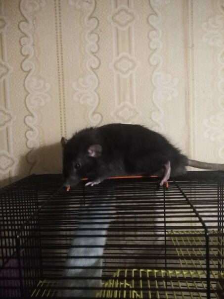 Галлея