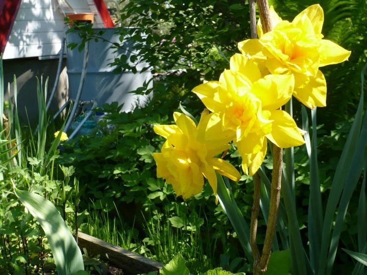  НАРЦИСС МАХРОВЫЙ "ГОЛДЕН ДУКАТ". Источник фото: antonovsad.ru