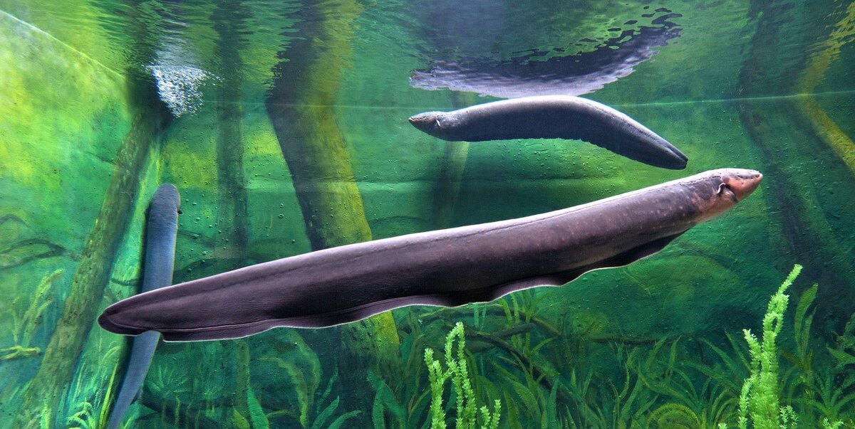 Электрический угорь. Какова его мощность? На что ее хватит? | PetZona ...