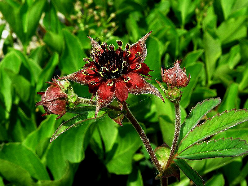 Фото из открытого источника