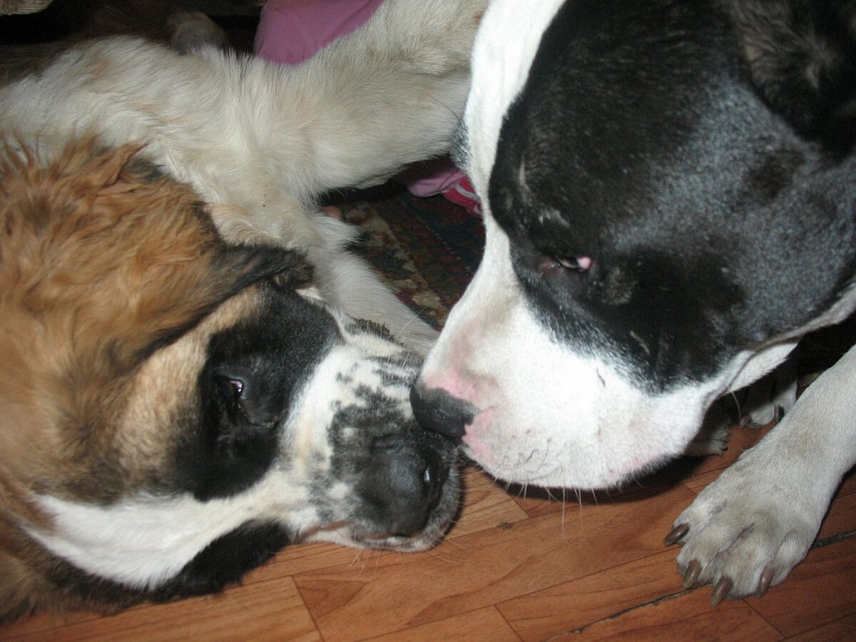 Щенок сенбернара - Тасси и АСТ - Каспер. 