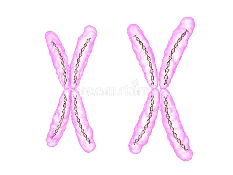 https://www.dreamstime.com/illustration/xx-female-chromosome.html