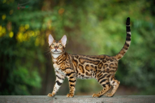 Бенгальская кошка. Интересные факты о породе | Бетховен - сеть зоомагазинов  | Дзен