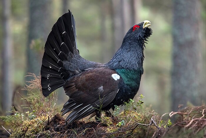 Глухарь птица, её особенности, образ жизни и среда обитания ...