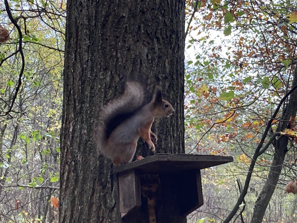 В парке нас сразу встретила белочка