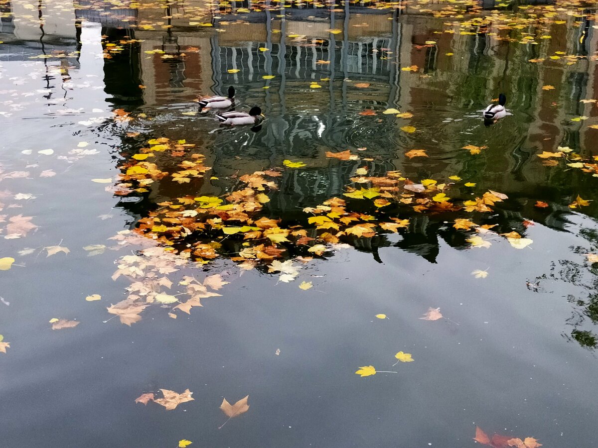 Канал Сан-Мартан этой осенью. (Париж). Красота)))