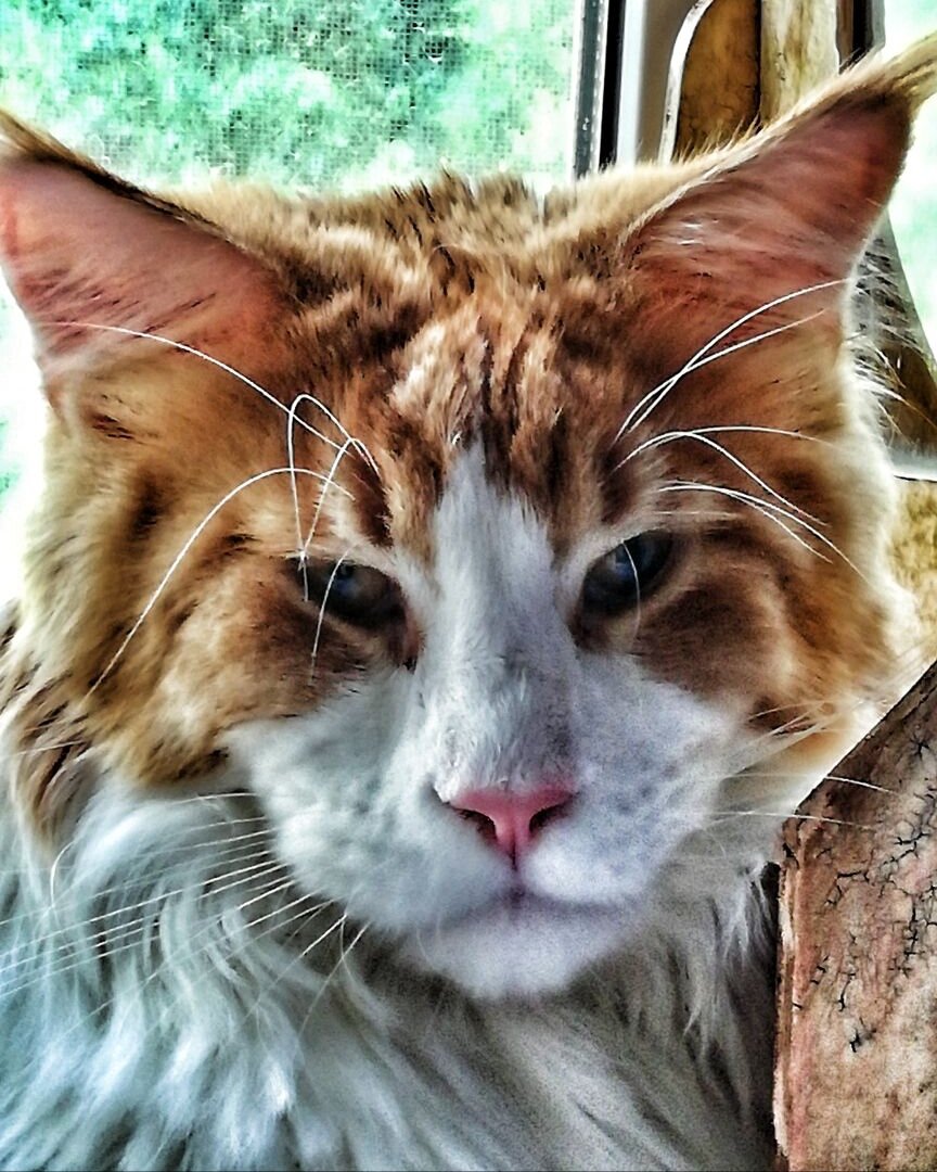 Кошачий гигант Мейн-кун - собака в облике кота