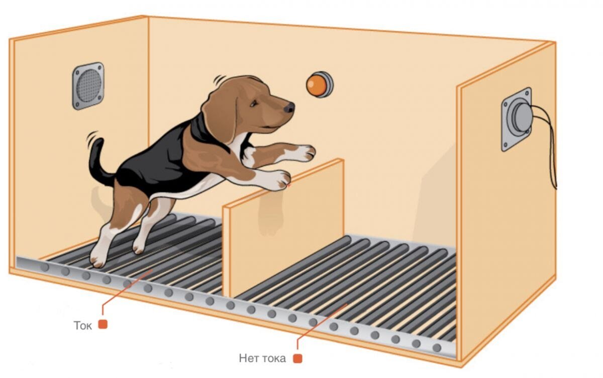 При этом животные, которые ранее не подвергались эксперименту в безвыходной ситуации, легко справлялись с заданием и брали ситуацию под свой контроль. Источник: Яндекс-картинки