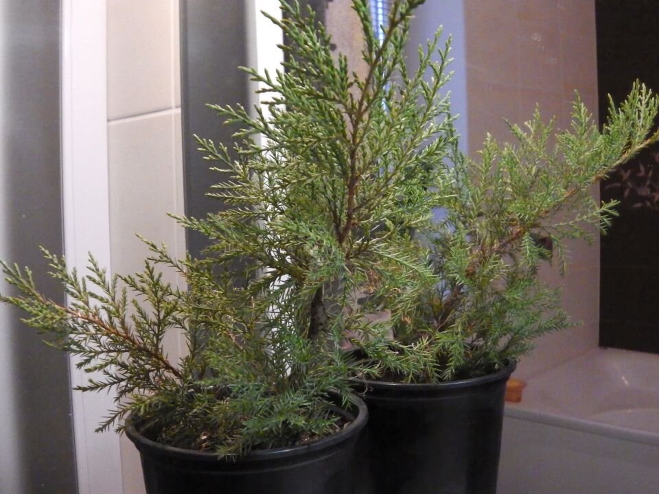  Хвойное в горшочке. Фото автора