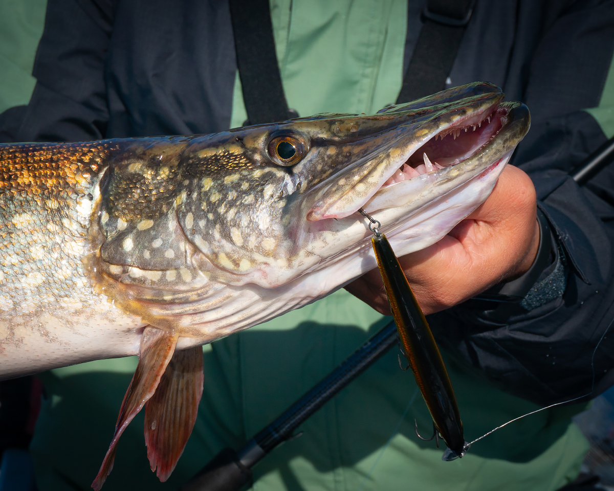 То, что покупка определенных моделей воблеров не всегда даст тебе 100%-ю гарантию на результат — это факт.