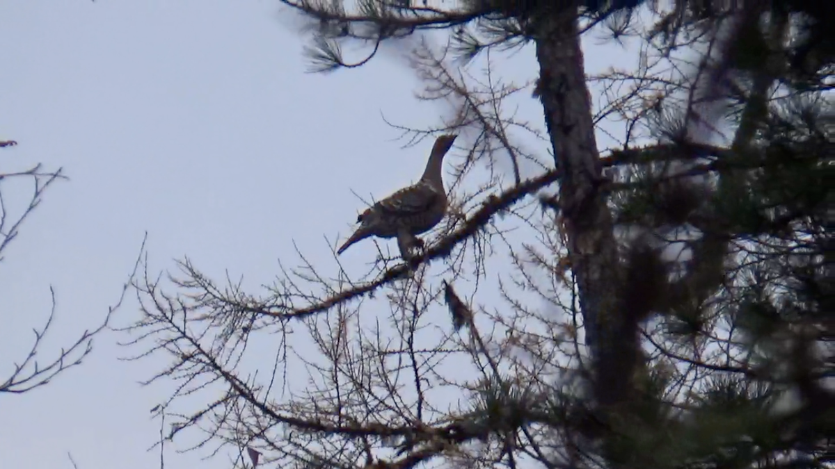 Копалуха на открытой ветке