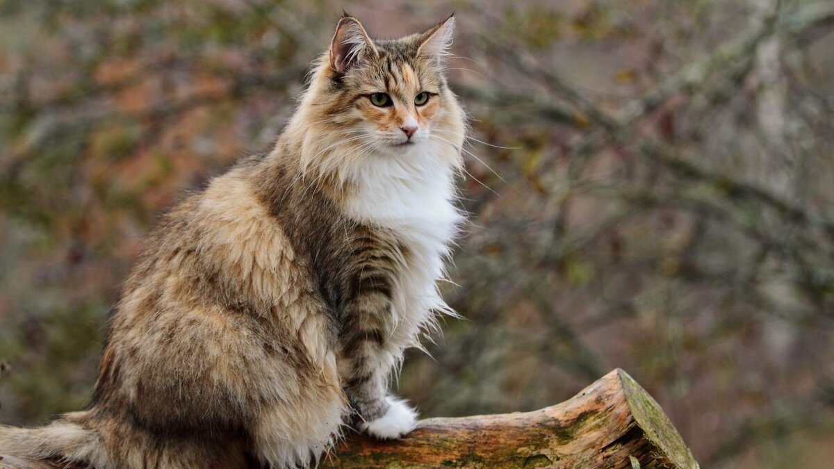 картинки норвежской лесной кошки