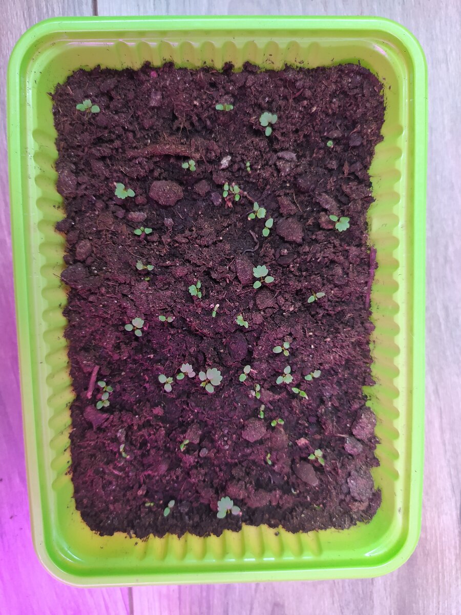 Александрина