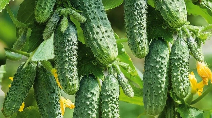 Фото из свободных источников