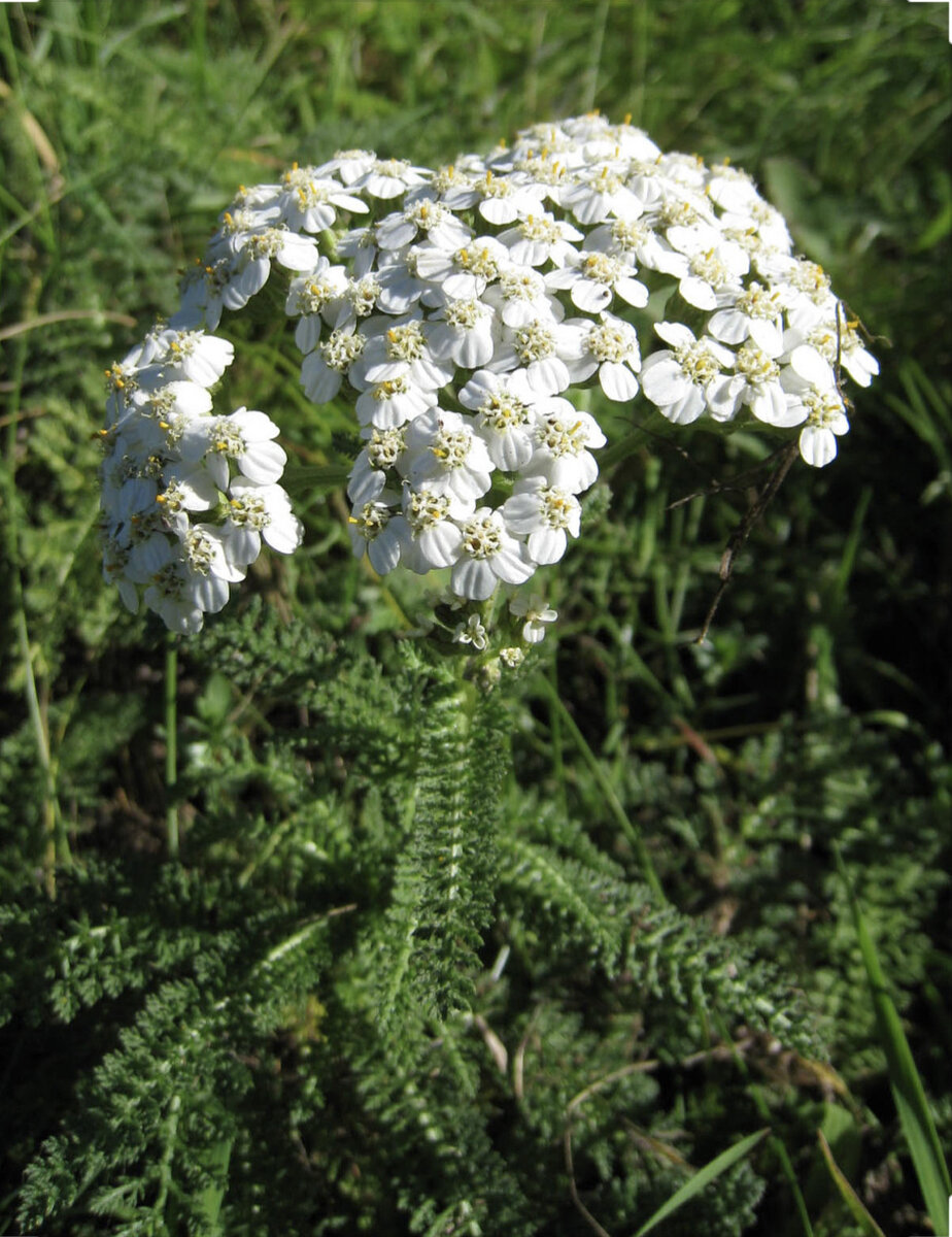 тысячелистник