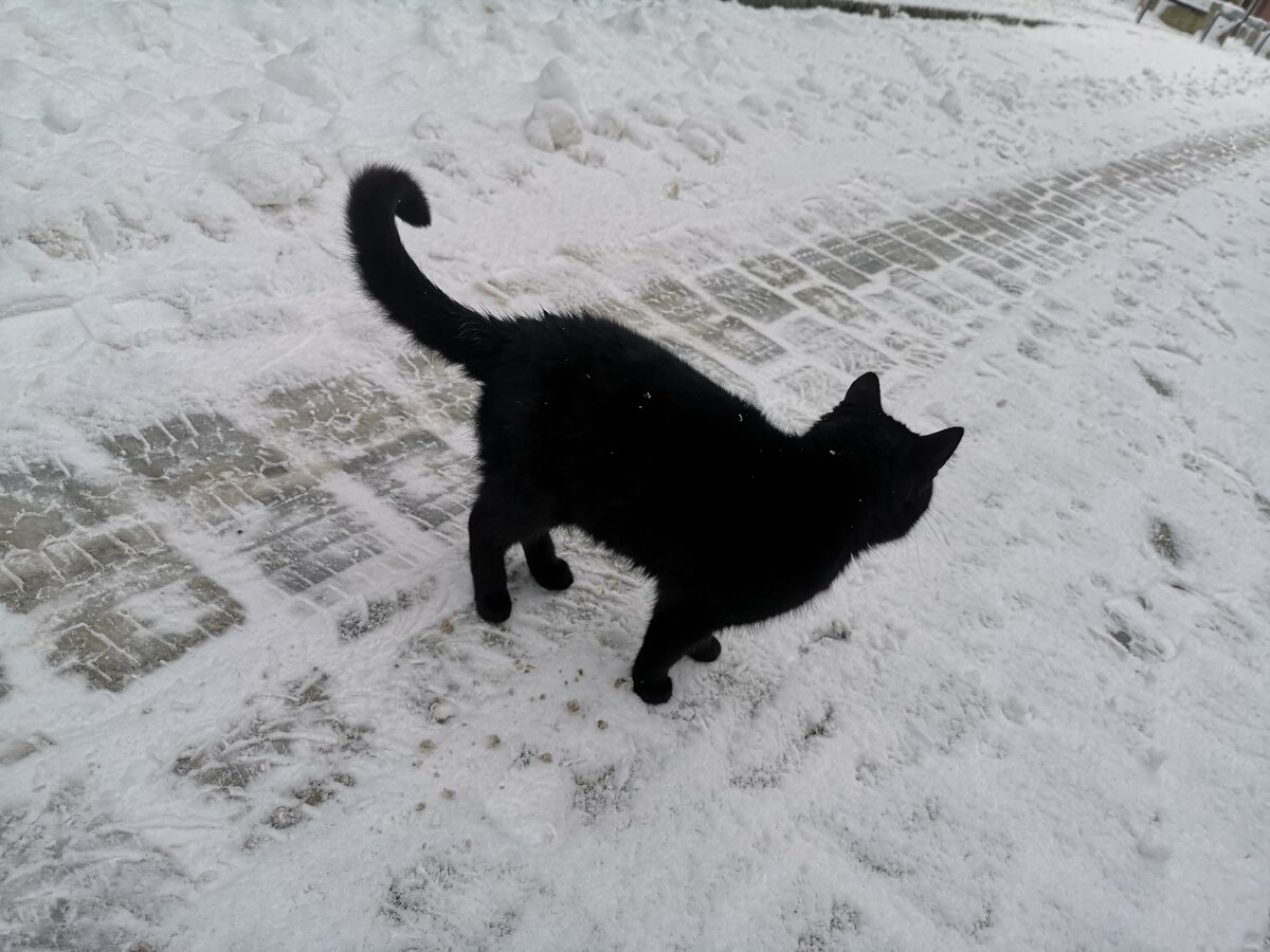 Зеленоградский кот. Личный фотоархив