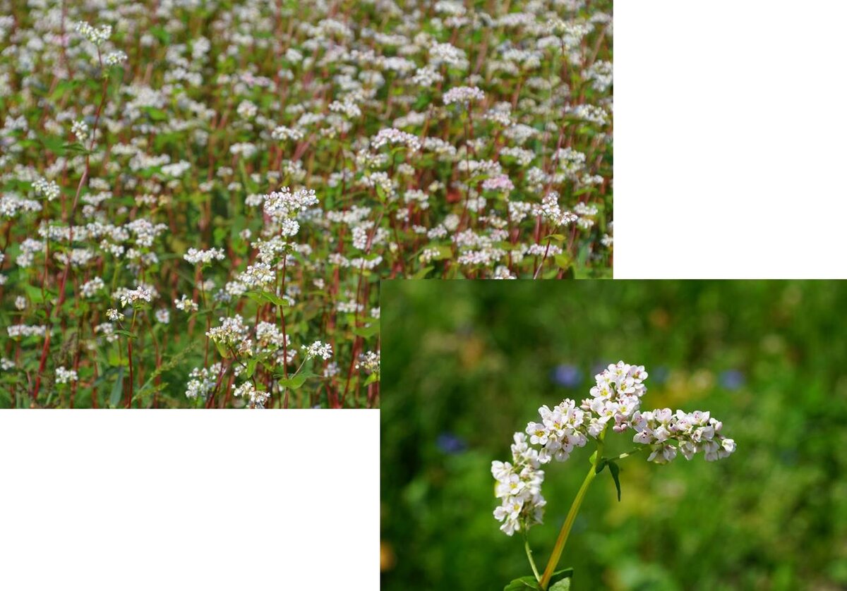 Гречиха (Fagopyrum)