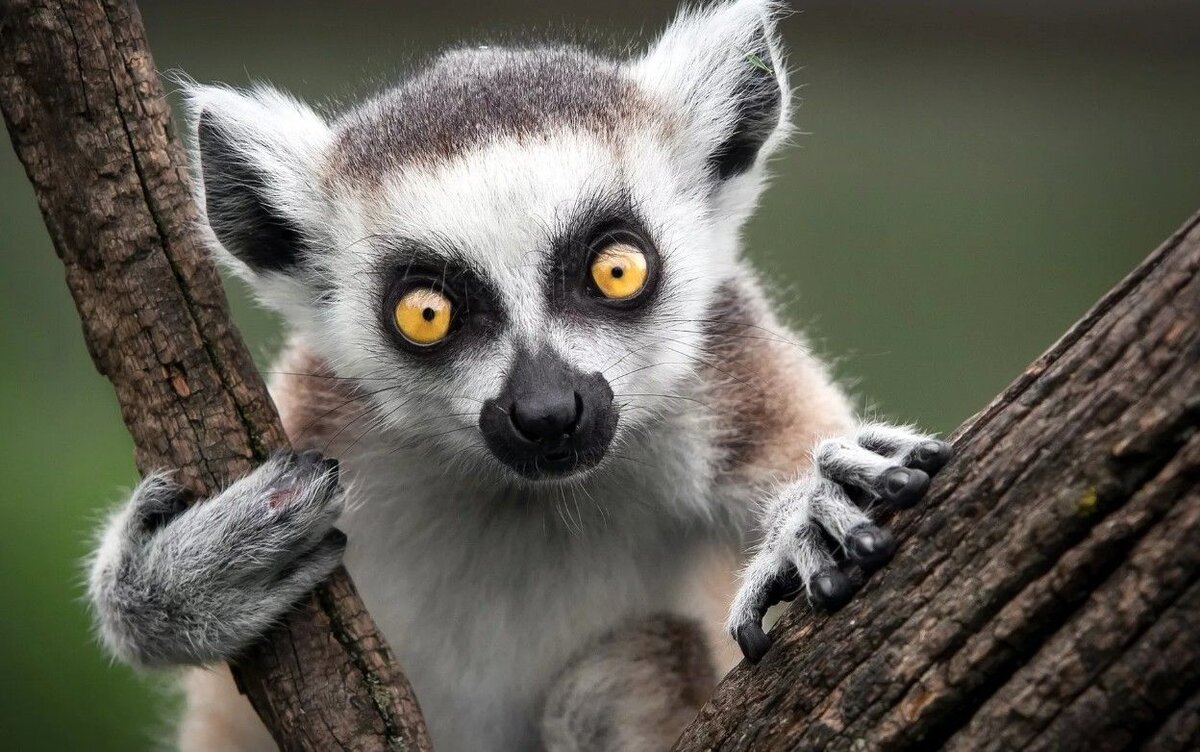 Фото в свободном доступе. Взято из сети Яндекс.